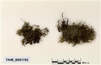 藏品(長齒走燈苔)的圖片